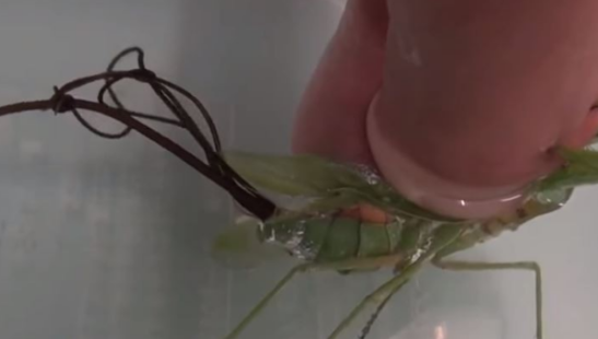 螳螂肚子里的黑线是什么东西,螳螂死了铁线虫多久爬出来图4