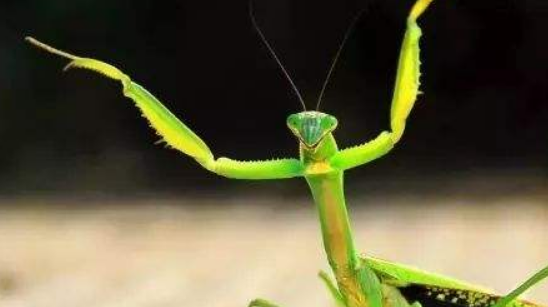 螳螂肚子里的黑线是什么东西,螳螂死了铁线虫多久爬出来图3