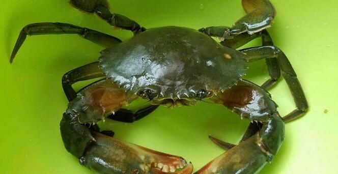 螃蟹有什么营养价值和医用价值