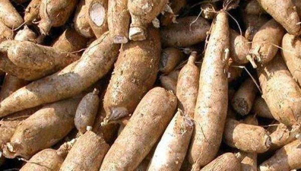 木薯的种植方法