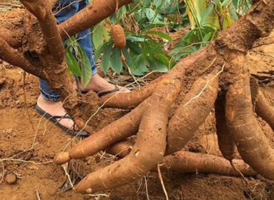 ​木薯的种类，木薯的种类？