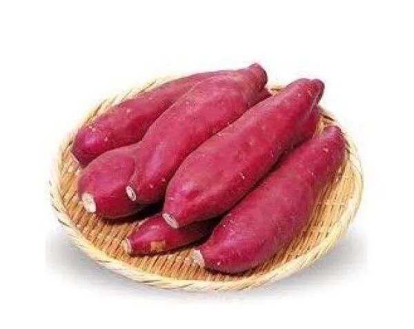 木薯的种类,木薯的种类?图4