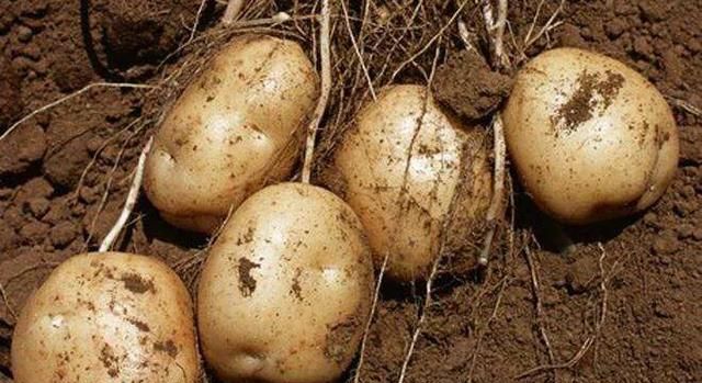 木薯的种类,木薯的种类?图3