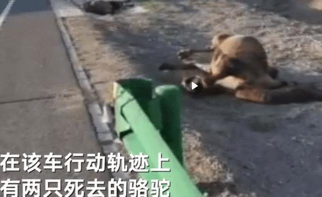 谢大脚车祸现场被曝光 谢大脚车祸后续(13)