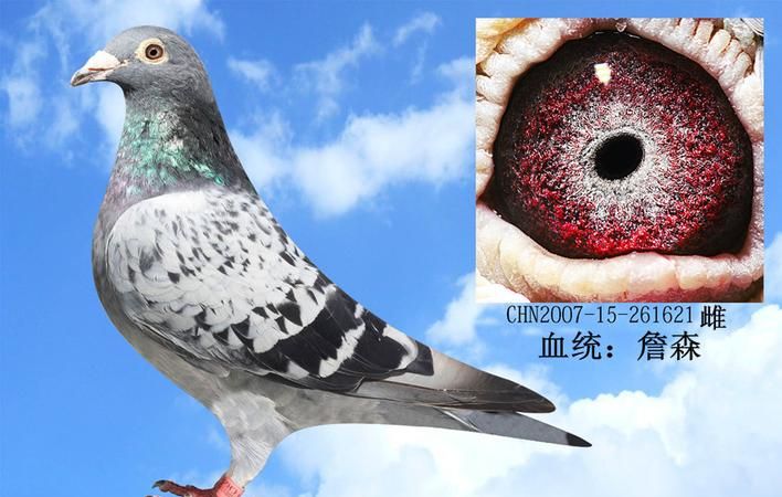 詹森鸽子的特征有哪些