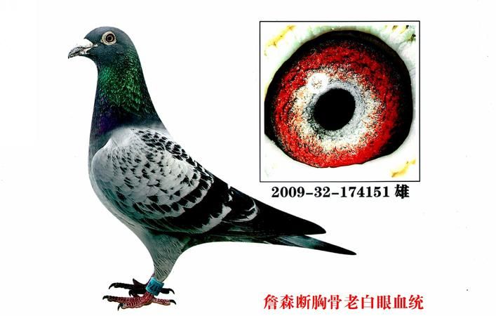 纯詹森红鸽特征