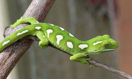 壁虎是益虫还是害虫