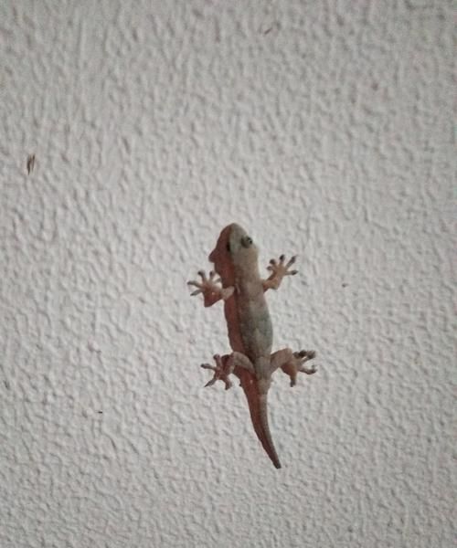 壁虎