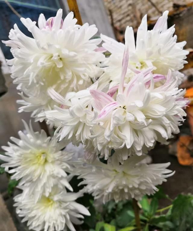 上巳节是什么意思 ,流传几千年的三月三上巳节,是什么时候变成黄帝生日的?图1