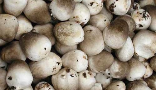 新鲜香菇放冰箱冷藏可以放几天