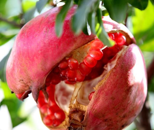 怎么挑石榴比较甜，为什么石榴果肉是白的却是甜的？图9