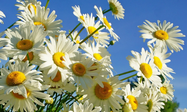 意大利国花简笔画,意大利国花是什么花图3