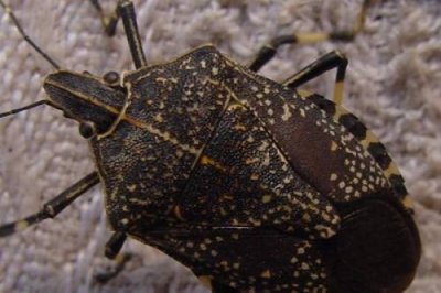 ​臭大姐是什么昆虫（臭大姐学名叫什么）