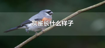 ​灰雀长什么样子（灰雀的样子怎么描述）