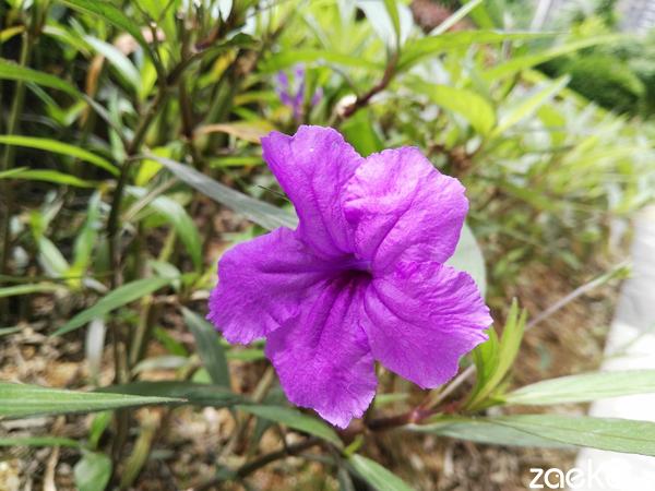 华为 麦芒4怎么样(无畏无所畏惧华为麦芒4全网通上手体验)(20)