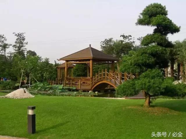 最好的园林树种（园林中的名贵树种）(9)