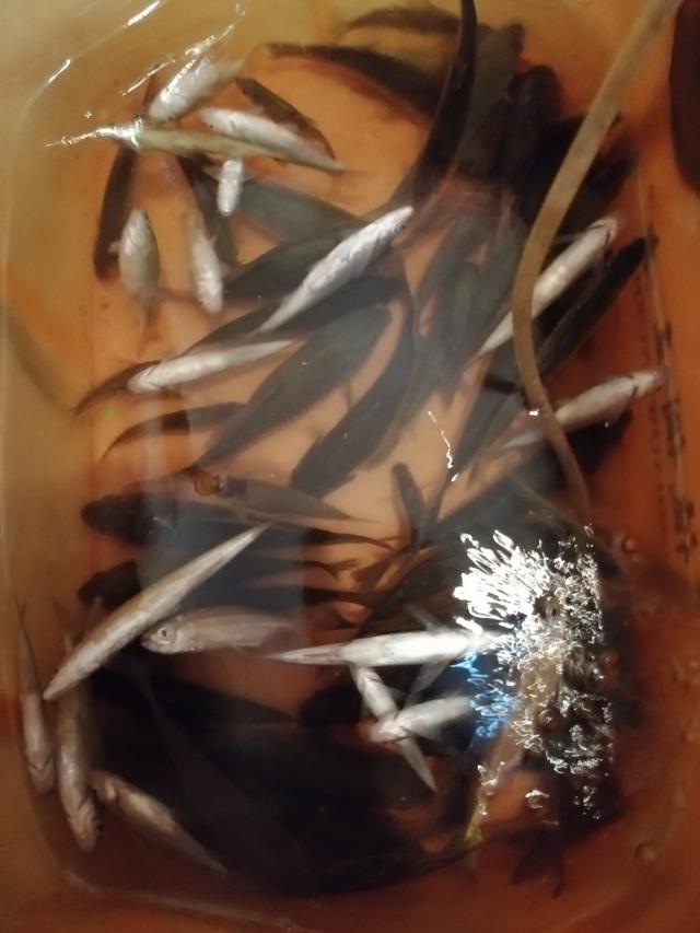 新手野钓鲫鱼技巧(如何更好的野钓鲫鱼)(5)