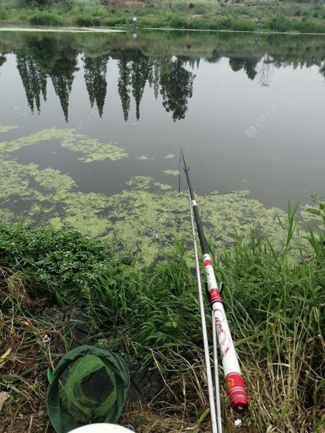 新手野钓鲫鱼技巧(如何更好的野钓鲫鱼)(9)