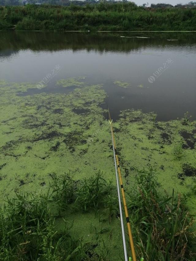 新手野钓鲫鱼技巧(如何更好的野钓鲫鱼)(10)