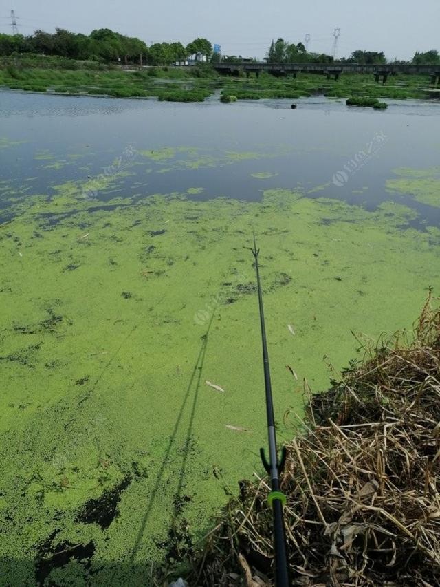 新手野钓鲫鱼技巧(如何更好的野钓鲫鱼)(13)