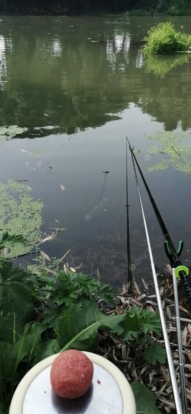 新手野钓鲫鱼技巧(如何更好的野钓鲫鱼)(11)