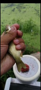 ​新手野钓鲫鱼技巧（如何更好的野钓鲫鱼）