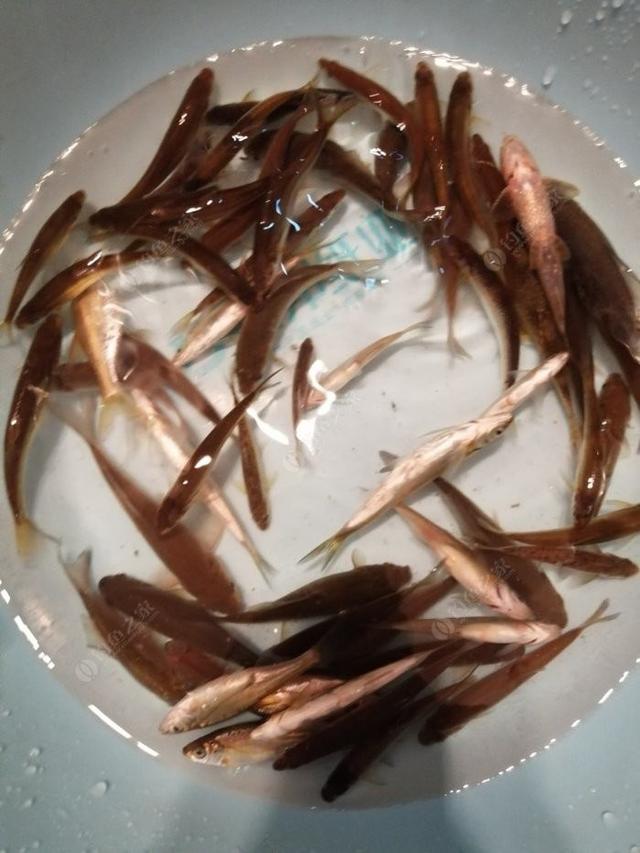 新手野钓鲫鱼技巧(如何更好的野钓鲫鱼)(14)