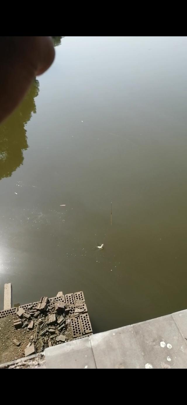 新手野钓鲫鱼技巧(如何更好的野钓鲫鱼)(4)