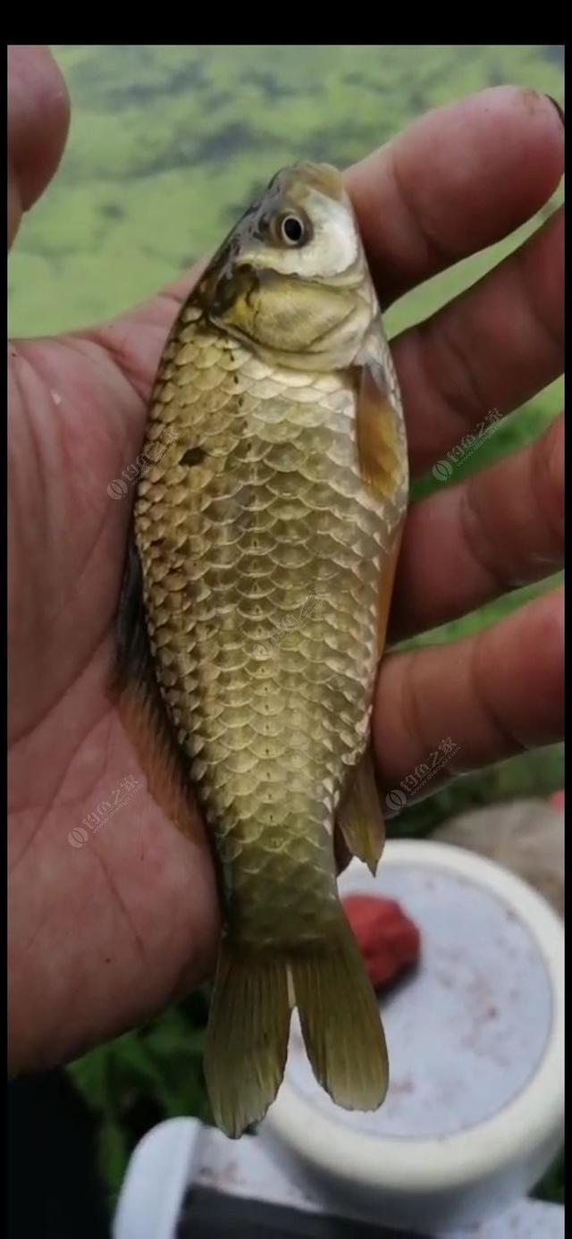 新手野钓鲫鱼技巧(如何更好的野钓鲫鱼)(3)