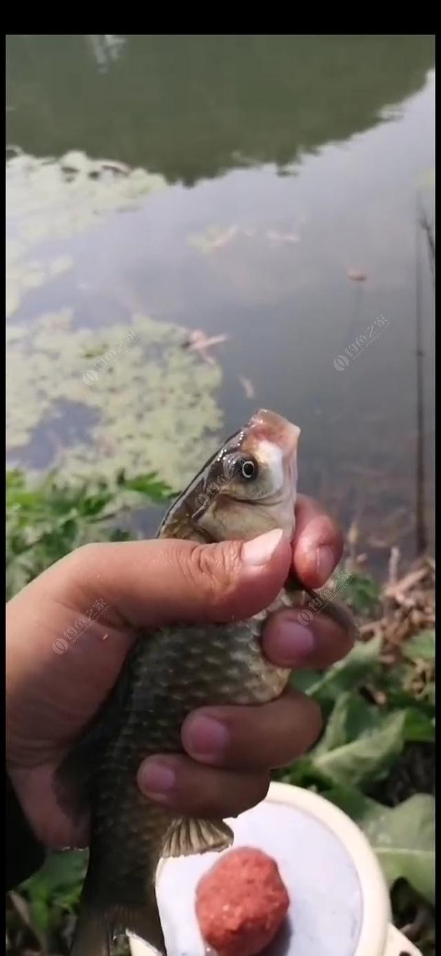 新手野钓鲫鱼技巧(如何更好的野钓鲫鱼)(8)