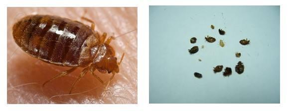 臭虫怎么预防和消灭(专家教你如何应对)(1)