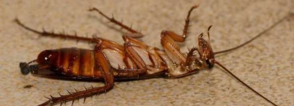 酒精可以杀死蟑螂,酒精能驱蟑螂吗图4