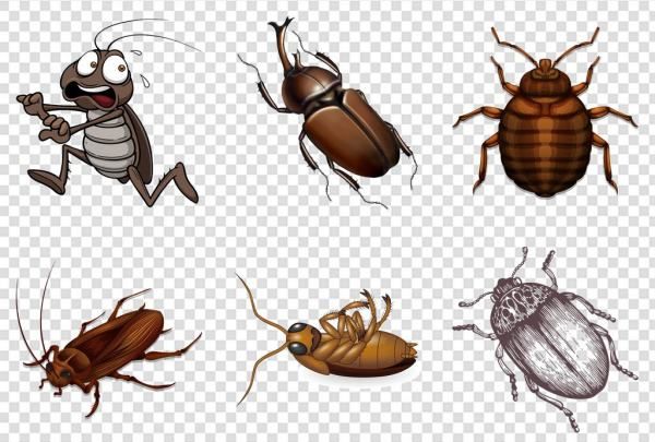 酒精可以杀死蟑螂,酒精能驱蟑螂吗图3