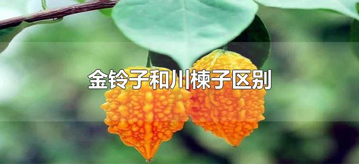 金铃子和川楝子区别 金铃子和川楝子区别