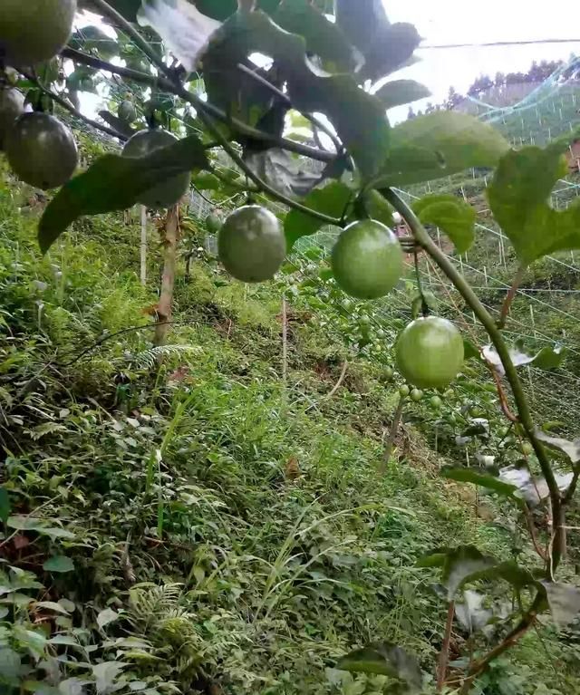 百香果外皮能吃吗,百香果的外壳瘪了像缩水了一样,还可以吃吗?图1