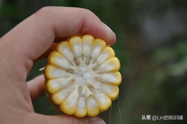 新流行的宾利车标（奇葩冷知识大赏）(6)