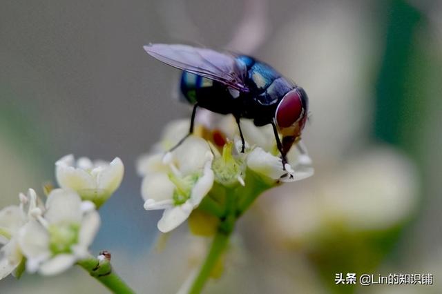 新流行的宾利车标（奇葩冷知识大赏）(7)
