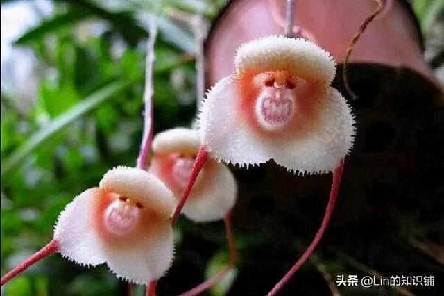 新流行的宾利车标（奇葩冷知识大赏）(12)