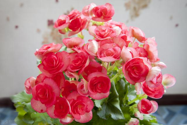 适合水培又好养的植物（这些植物都可水培）(32)