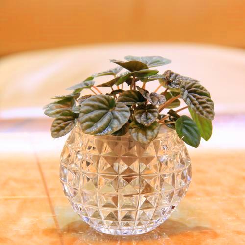 适合水培又好养的植物（这些植物都可水培）(33)