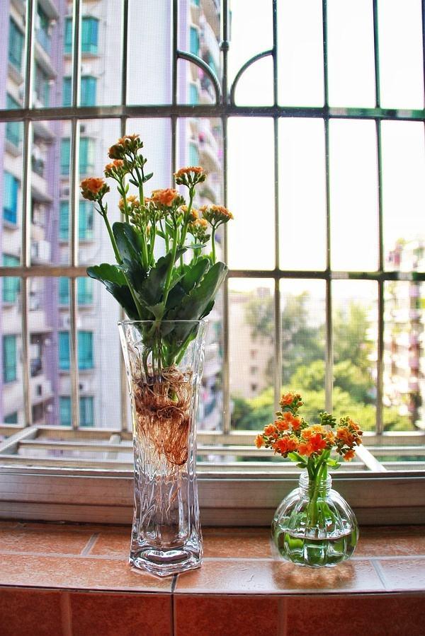 适合水培又好养的植物（这些植物都可水培）(20)