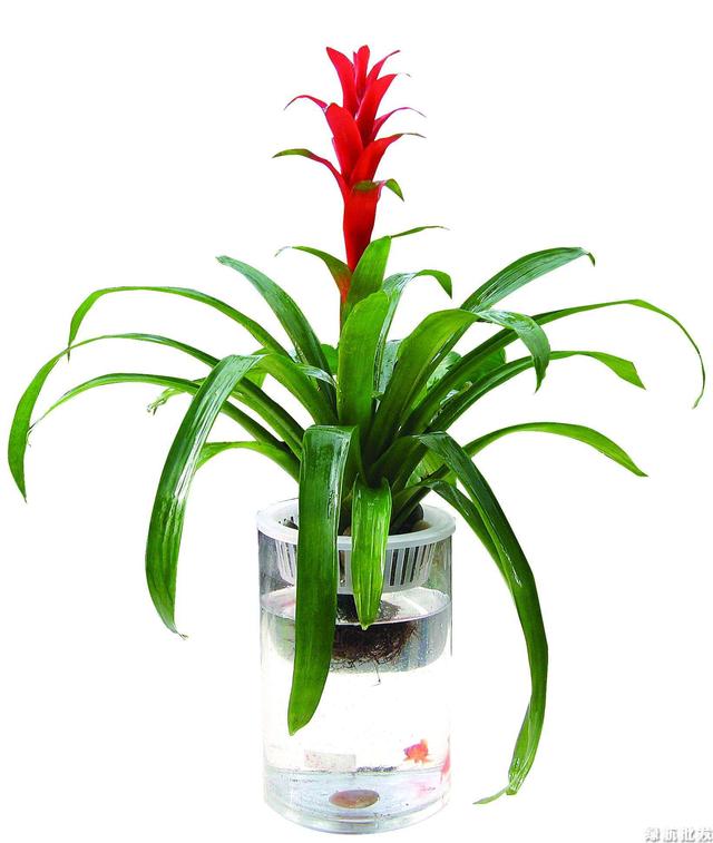 适合水培又好养的植物（这些植物都可水培）(5)
