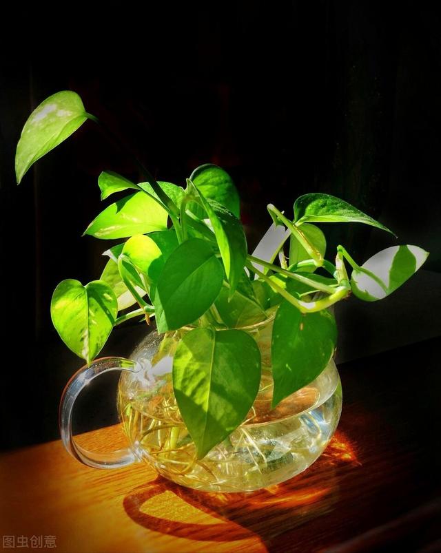 适合水培又好养的植物（这些植物都可水培）(1)