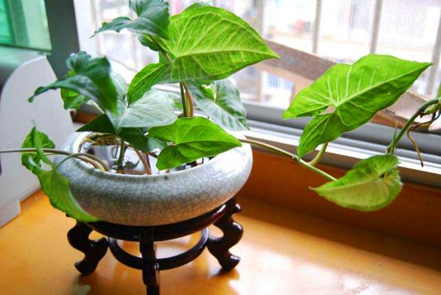 适合水培又好养的植物（这些植物都可水培）(31)