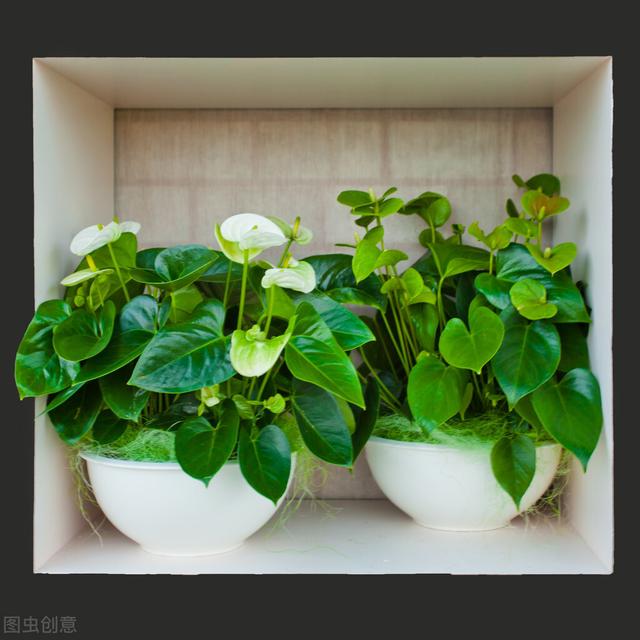 适合水培又好养的植物（这些植物都可水培）(19)