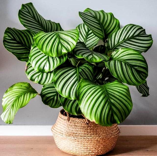 适合水培又好养的植物（这些植物都可水培）(17)