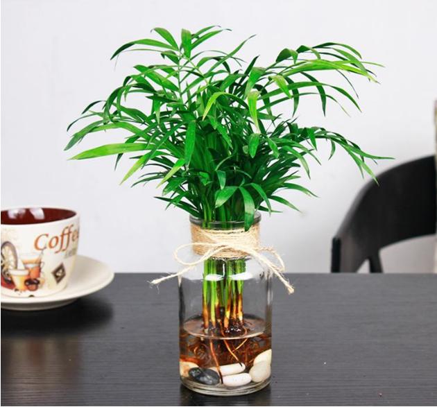 适合水培又好养的植物（这些植物都可水培）(10)