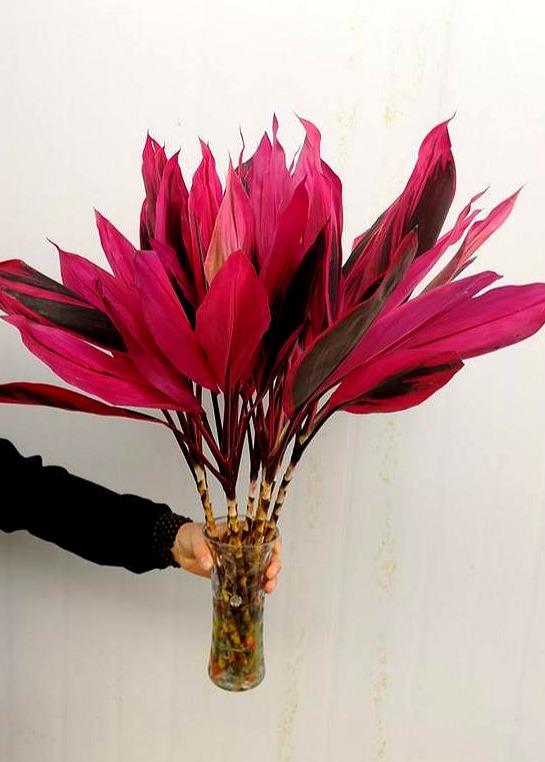 适合水培又好养的植物（这些植物都可水培）(15)