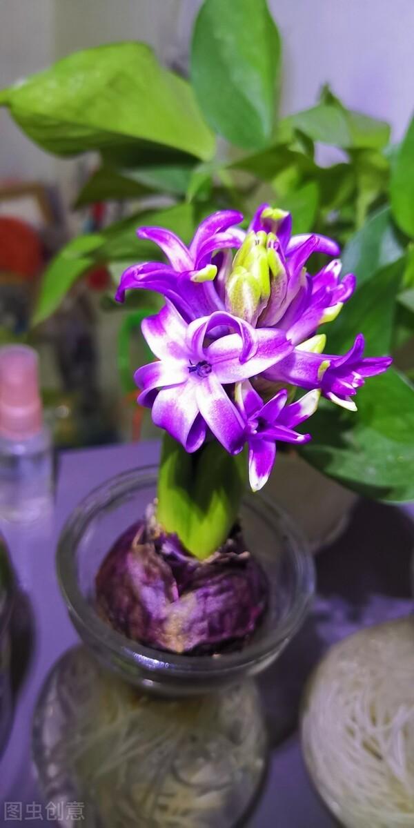 适合水培又好养的植物（这些植物都可水培）(6)