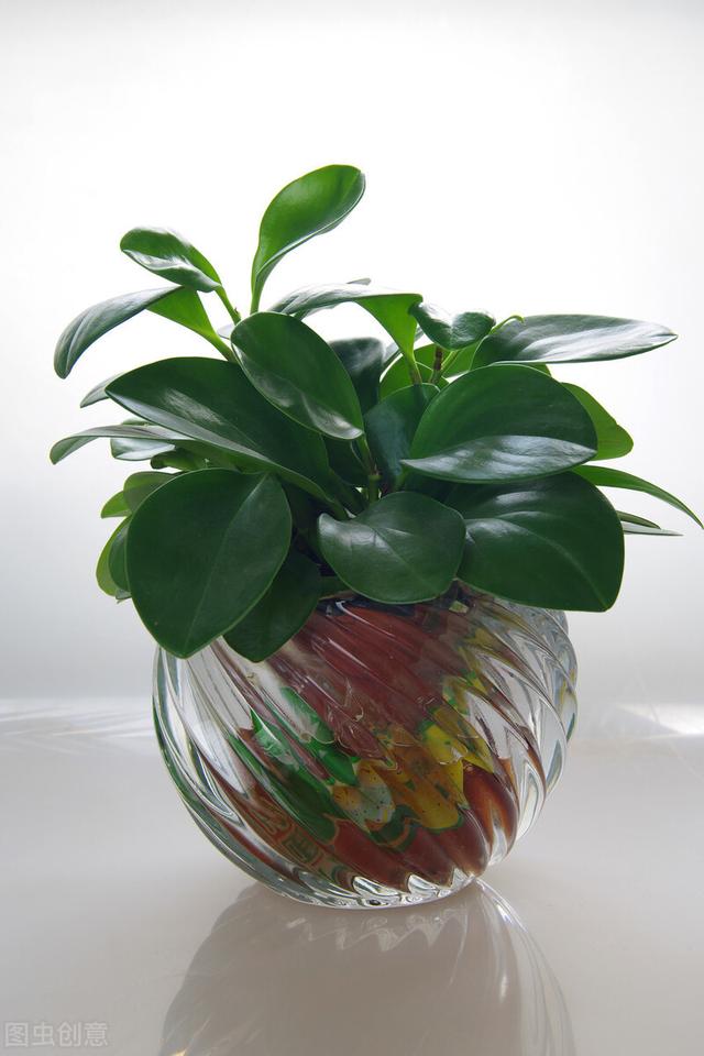 适合水培又好养的植物（这些植物都可水培）(25)